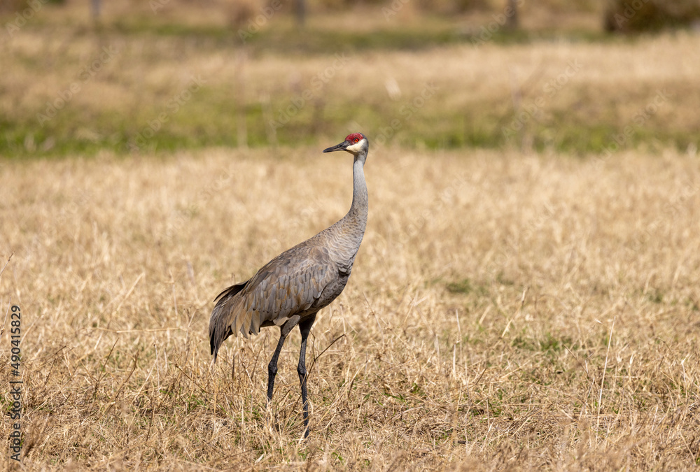 Obraz premium Sandhill Crane in a Central Florida farm pasture.