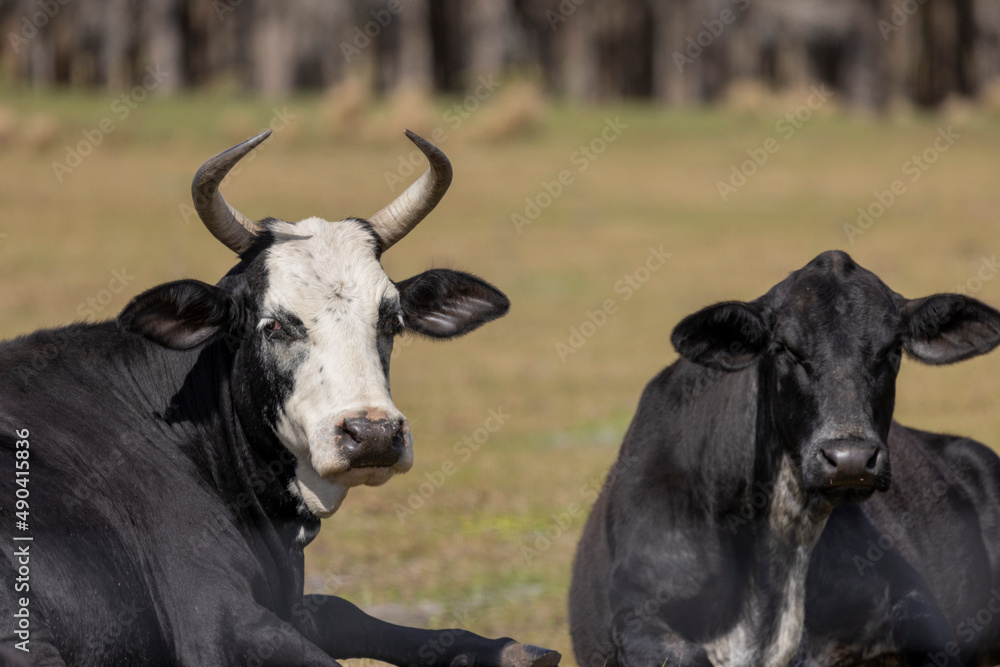Cattle on central Florida farm