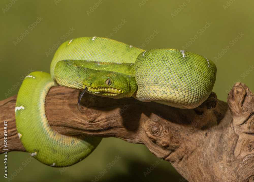 Obraz premium Emerald Tree Boa