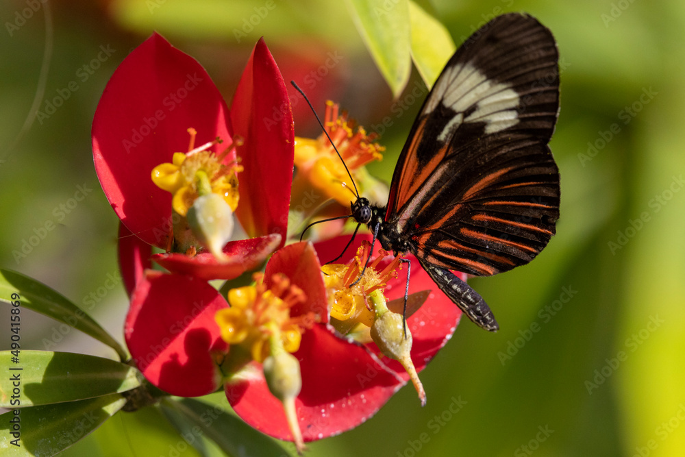 Butterfly on flower Butterfly on flower
