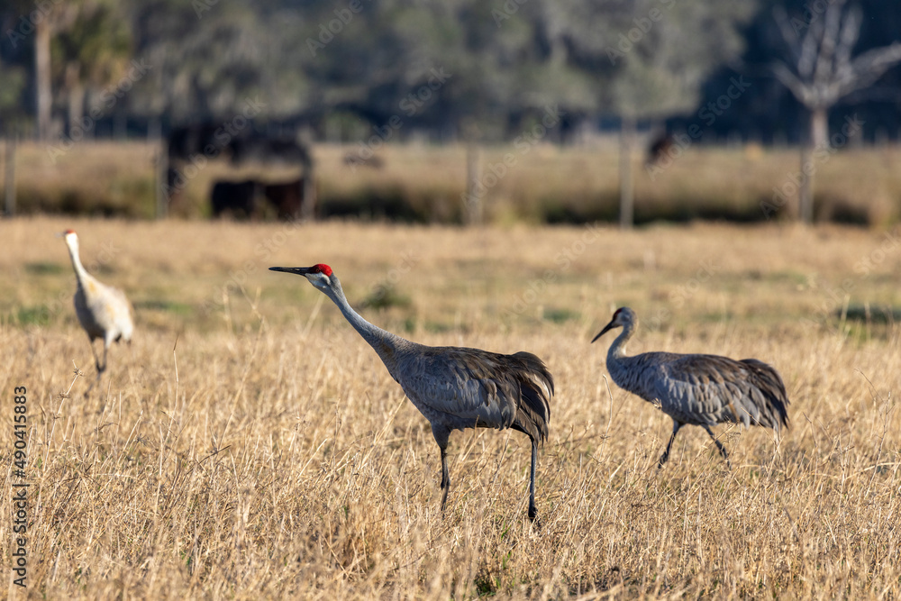 Sandhill Crane in a Central Florida farm pasture. Sandhill Crane in a Central Florida farm pasture.