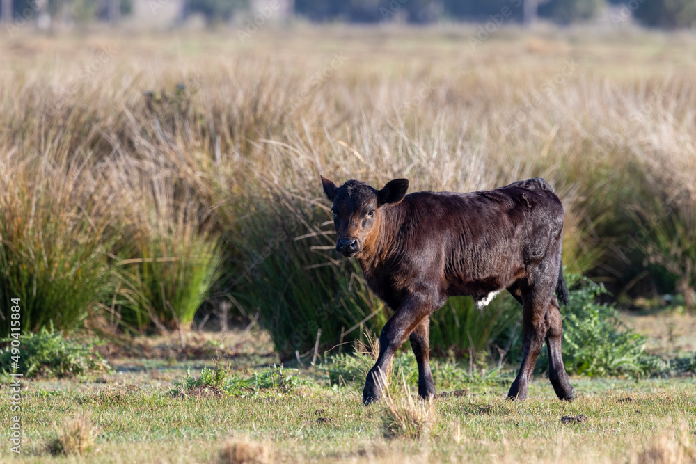 Fototapeta premium Cattle on central Florida farm