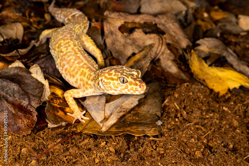 Gecko closeup on rocks