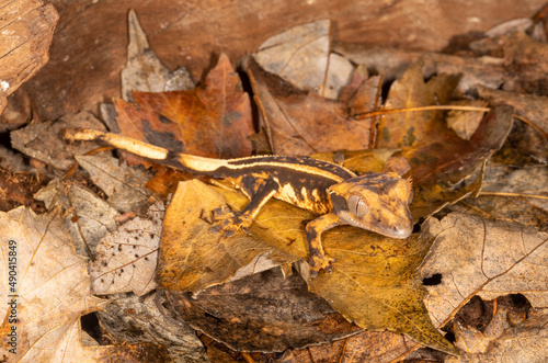 Crested Gecko on dead leaves