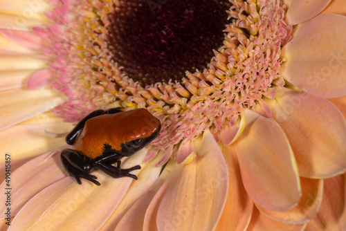 Strawberry Blue Jeans Poisson dart Frog