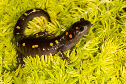 Spotted Salamander on moss