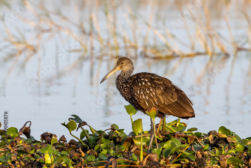 Limpkin searching for Apple Snails for food.