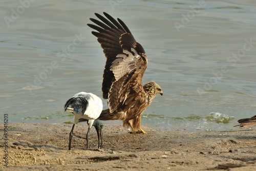 Ein Schwarzmilan (Milvus migrans) und ein Heiliger Ibis an einem Seeufer, Äthiopien. photo