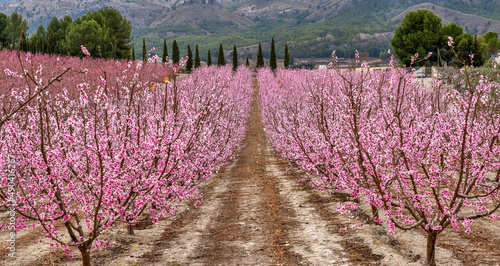 Принти на полотні Panoramic view of the flowering in Cieza
