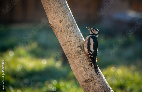 Woodpecker on the tree during sunset