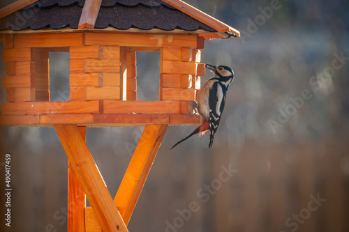Woodpecker on the Feeder during sunset