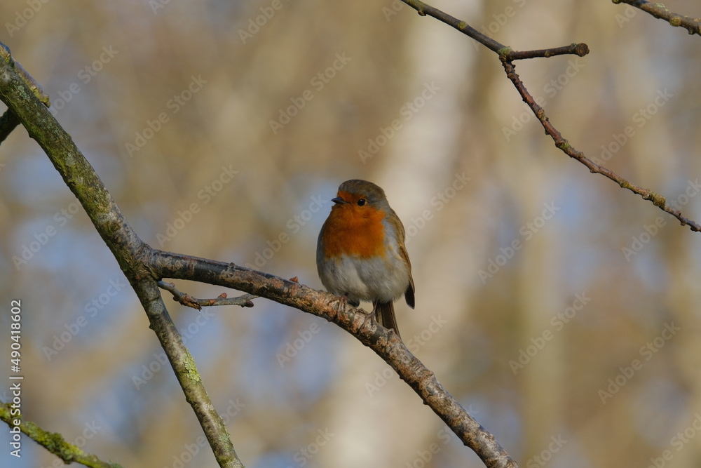 Obraz premium robin on a branch