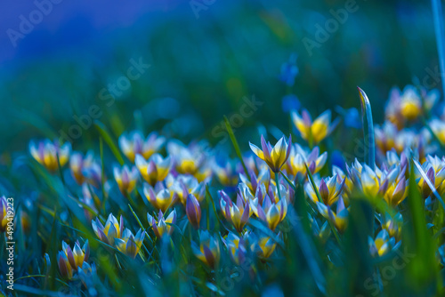 Yellow and purple tulips field close-up. Tulipa biflora flowers. Floral background for design, postcards, posters, banners. Delicate petals on a blue background. Romantic wallpaper photo