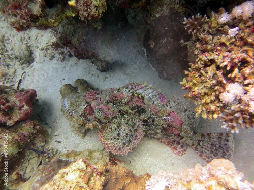 red sea scorpion fish