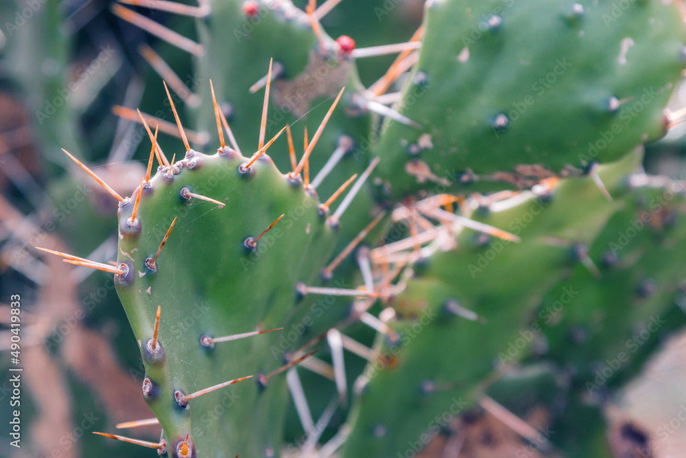 cactus plant leaves detail background cactus plant leaves detail background