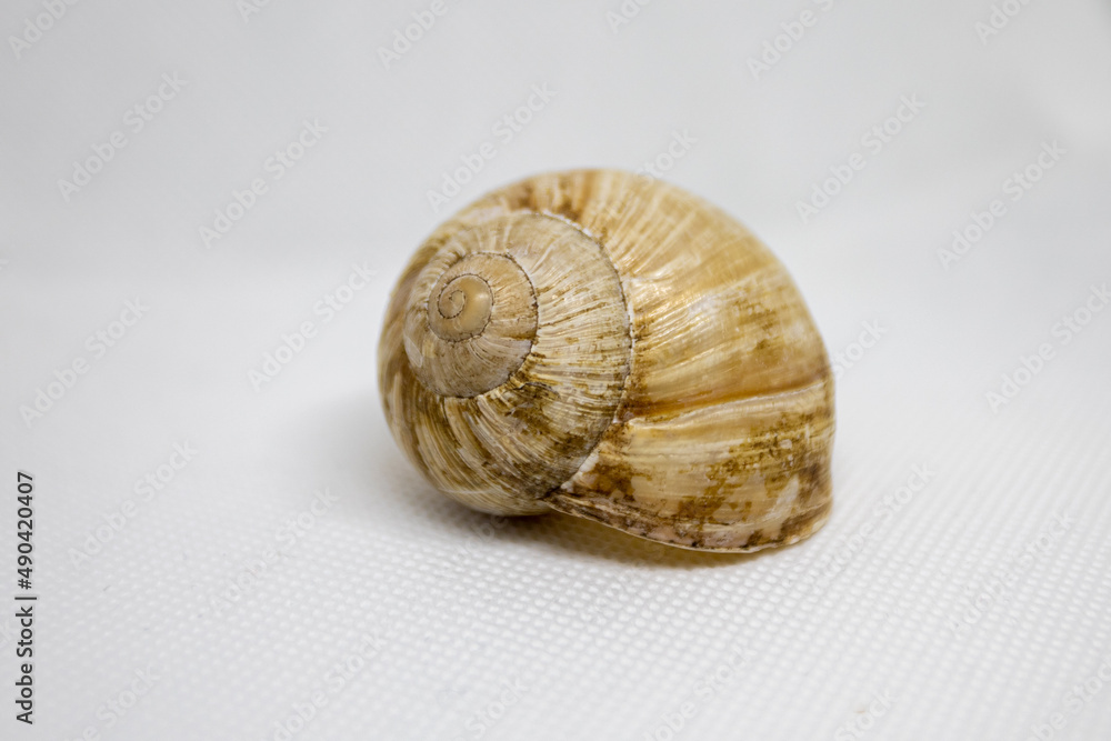 An empty snail shell on white background An empty snail shell on white background