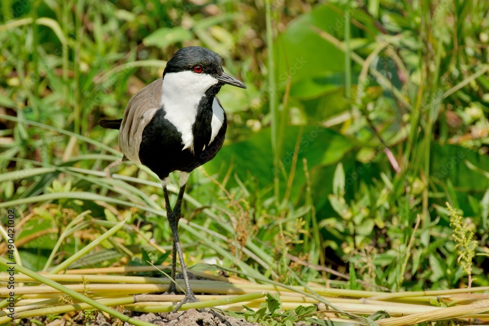 Obraz premium Ein Spornkiebitz (Vanellus spinosus) im Grasland, Äthiopien.