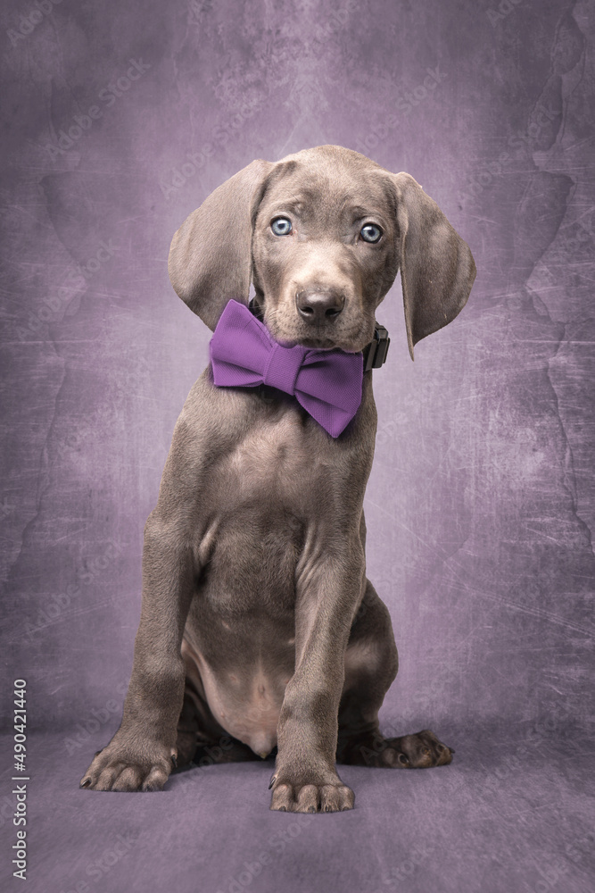 Fototapeta premium Weimaraner Welpe mit einer Fliege vor einem Retro Hintergrund