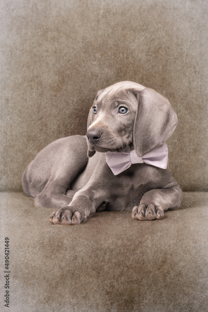 Weimaraner Welpe mit einer Fliege vor einem Retro Hintergrund Weimaraner Welpe mit einer Fliege vor einem Retro Hintergrund