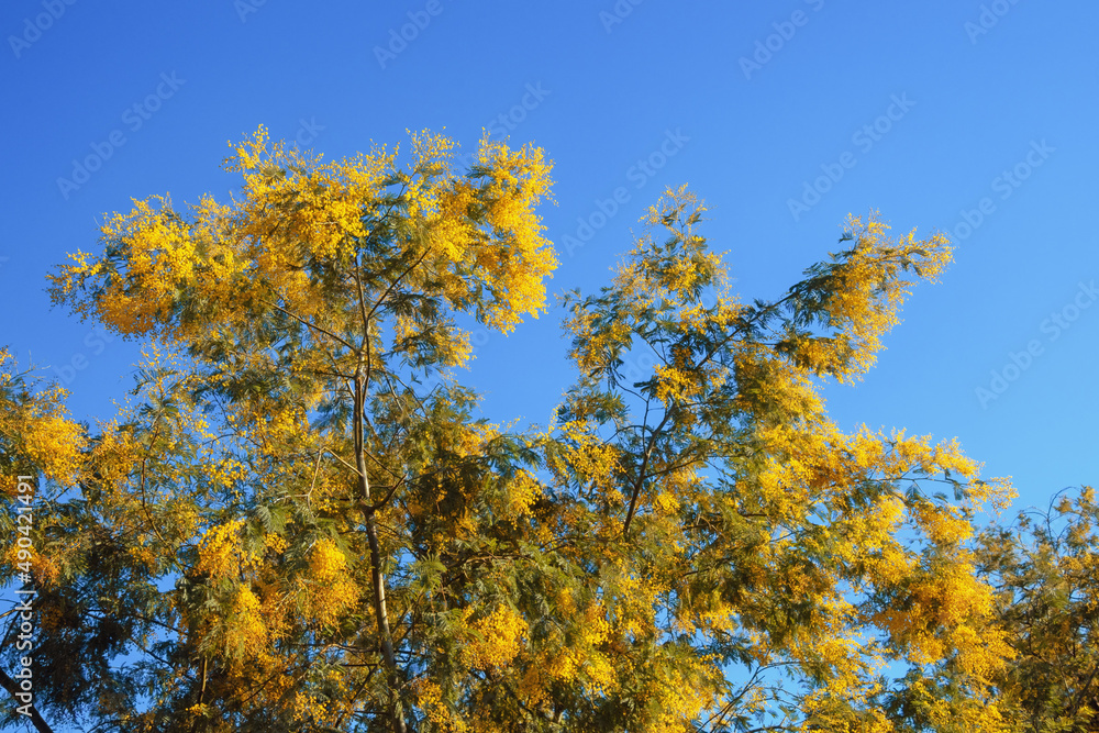 Fototapeta premium Springtime. Branches of Acacia dealbata tree with bright yellow flowers against blue sky