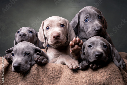 Weimeraner Welpe in einer Weinkiste