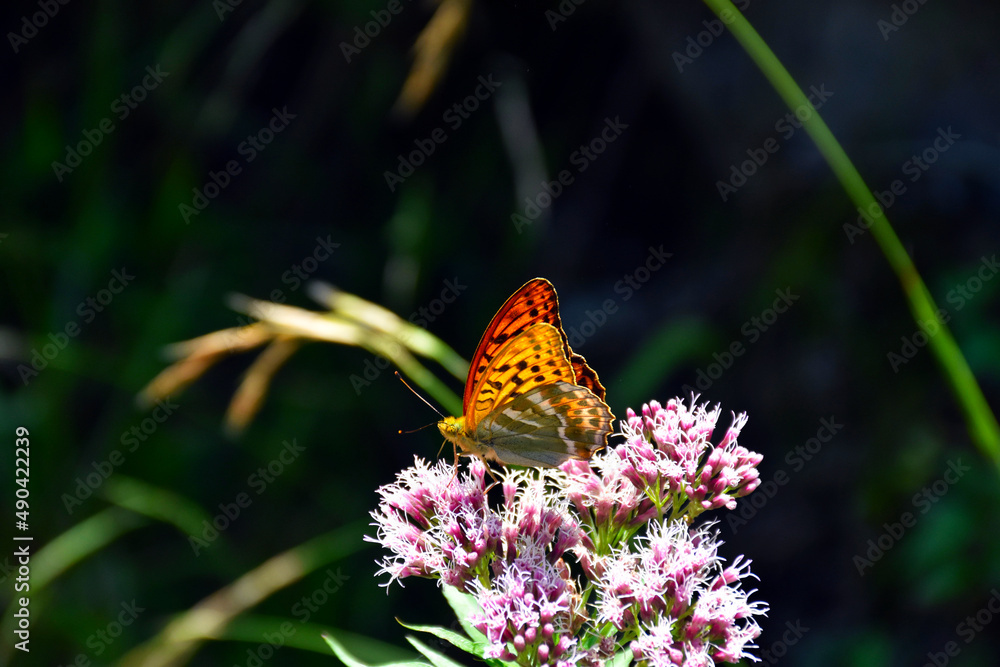 Frühling im Wald. Close up, Künstlerisches Makrobild. Schmetterling (Kaisermantel) auf einem grünem Laub Hintergrund in einem Märchengarten. Garmisch-Partenkirchen, Bayern Alpen, Bavaria, Deutschland Frühling im Wald. Close up, Künstlerisches Makrobild. Schmetterling (Kaisermantel) auf einem grünem Laub Hintergrund in einem Märchengarten. Garmisch-Partenkirchen, Bayern Alpen, Bavaria, Deutschland