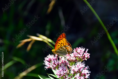 Frühling im Wald. Close up, Künstlerisches Makrobild. Schmetterling (Kaisermantel) auf einem grünem Laub Hintergrund in einem Märchengarten. Garmisch-Partenkirchen, Bayern Alpen, Bavaria, Deutschland