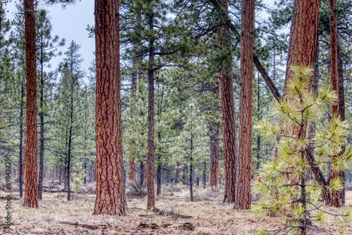 Ponderosa Pine Forest near Sisters, Oregon.