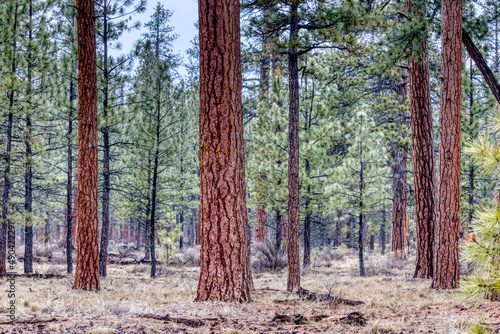 Ponderosa Pines in Sisters, Oregon
