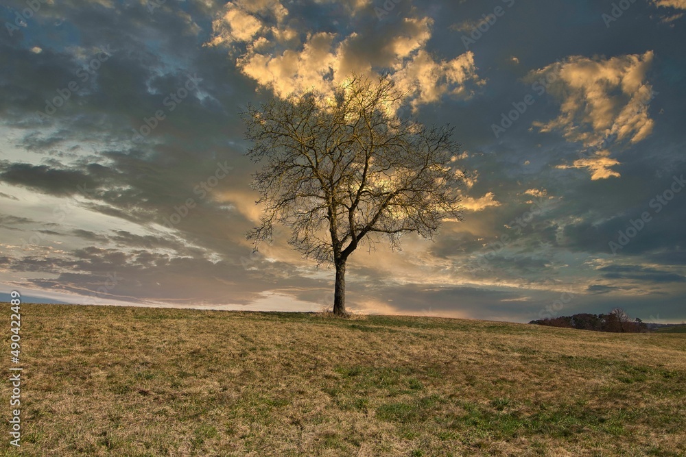 Fototapeta premium Baum in Unterfranken