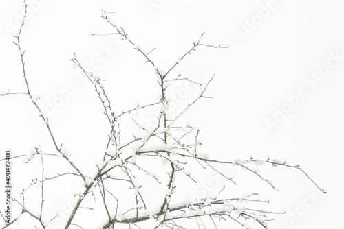 Winter branches covered with snow and ice on white sky background