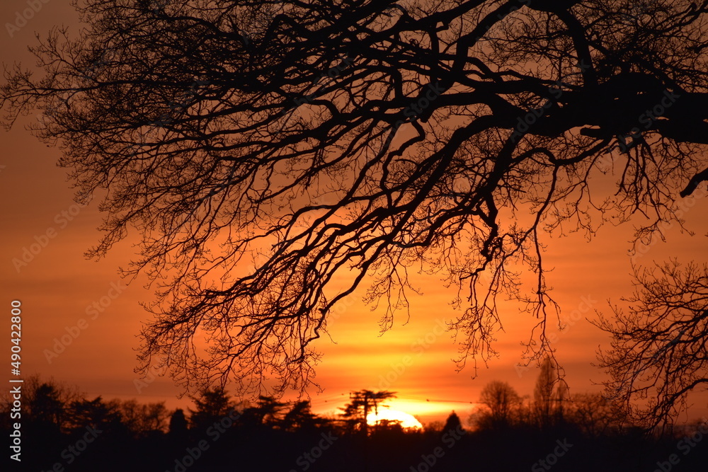 Sunset under the oak tree branches, spring, Coombe Abbey, Coventry, England, UK Sunset under the oak tree branches, spring, Coombe Abbey, Coventry, England, UK