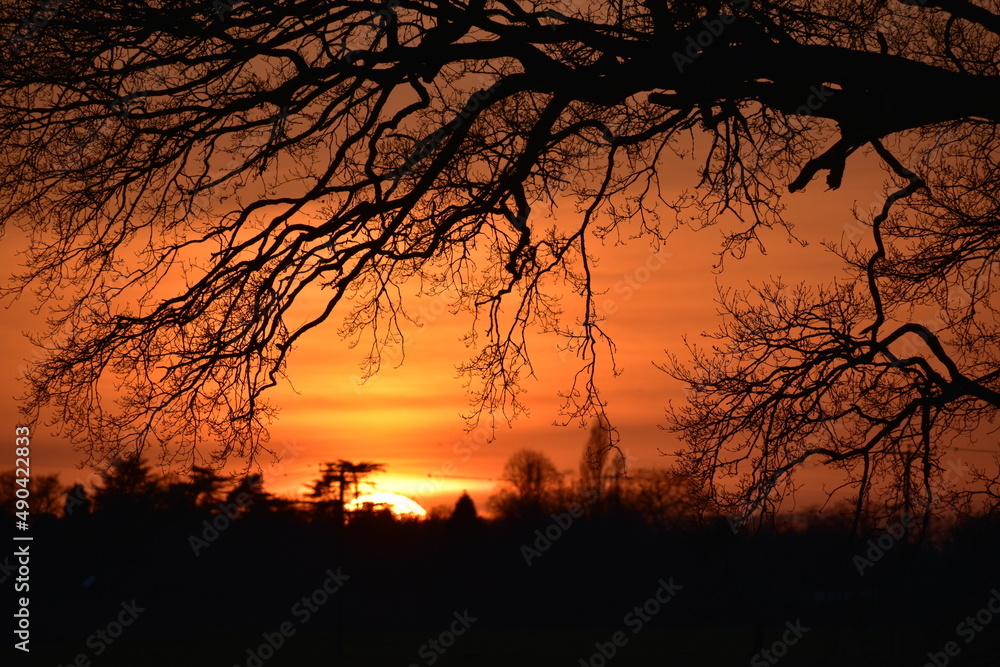 Sunset through the oak tree branches, spring, Coombe Abbey, Coventry, England, UK Sunset through the oak tree branches, spring, Coombe Abbey, Coventry, England, UK