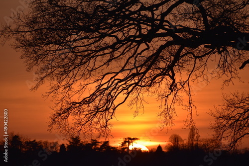 Sunset under the oak tree branches, spring, Coombe Abbey, Coventry, England, UK photo