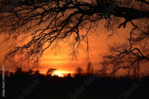 Sunset through the oak tree branches  spring  Coombe Abbey  Coventry  England  UK