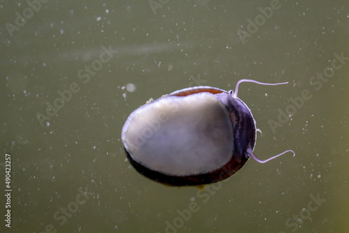 Eine Stahlhelmschnecke, Anthrazit-Napfschnecke oder Neritina in einem Meerwasseraquarium. photo
