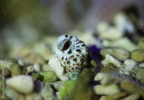 Cerithium caeruleum - Nadelschnecke - Battilaria sp. in einem Meerwasseraquarium.