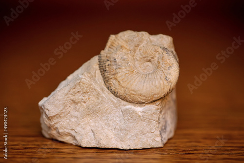 Ein einem Stück Stein eingeschlossene Überreste eines versteinerten Fossils aus einer längst vergangenen Zeit. 