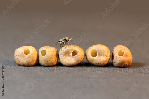 A pest weevil crawled out of a gnawed dry pea and is sitting on it. Other sweet pea seeds with holes lie around. Bruchus pisorum, known as the pea weevil. Close-up. photo