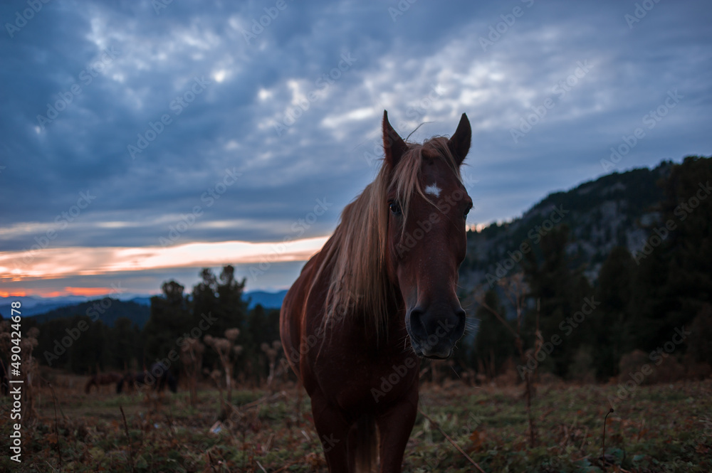 portrait of a red horse in the evening at sunset in the Altai mountains portrait of a red horse in the evening at sunset in the Altai mountains