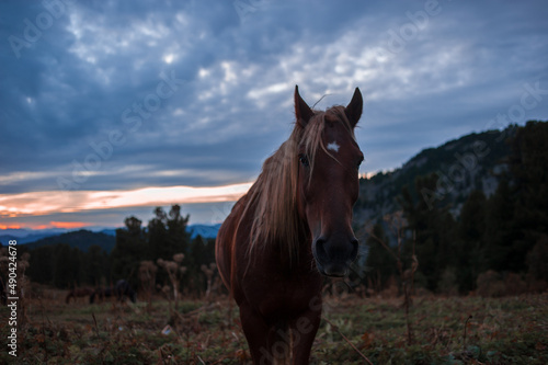 portrait of a red horse in the evening at sunset in the Altai mountains