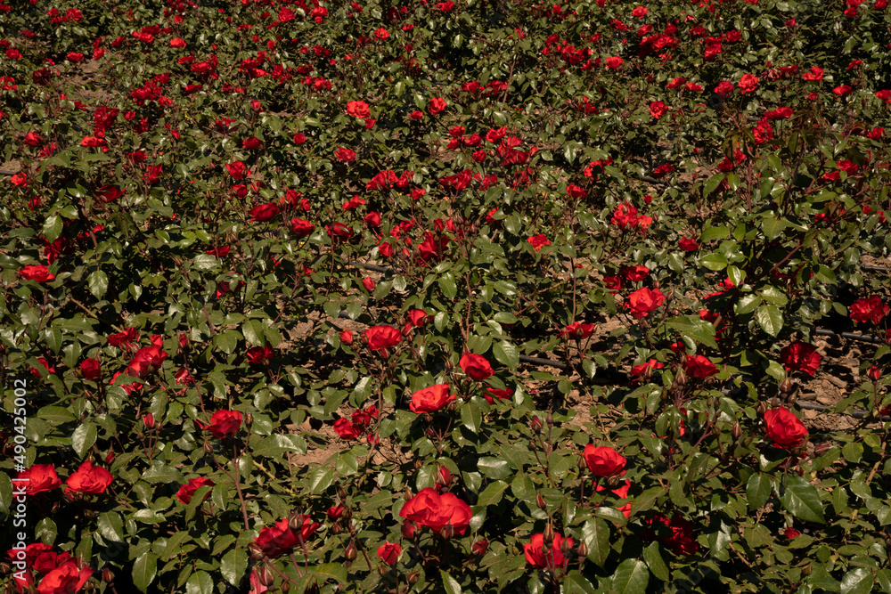 Landscaping and garden design. Blossoming roses flower bed in the park. View of Rosa La Sevillana flowers of red petals spring blooming in the garden.