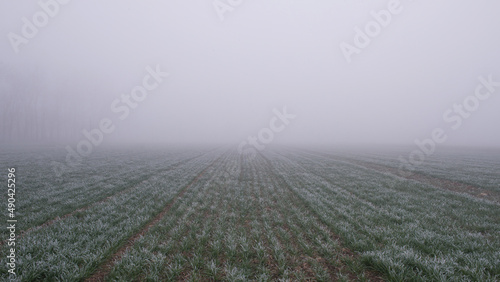 Agricultural field of winter wheat under the frost and fog. 