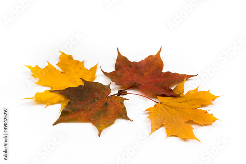 Autumn background, maple leaves on a white background. 