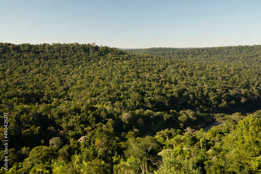 The green jungle. Lush vegetation background. View of the tropical rainforest trees foliage beautiful texture and pattern.