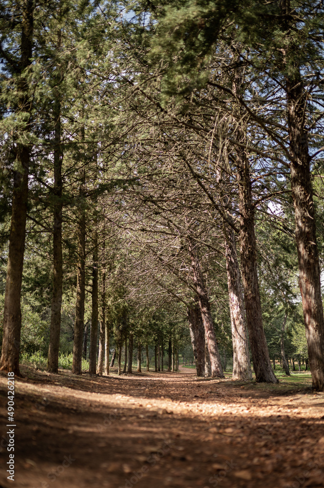 Fototapeta premium Path between the forest from the ground