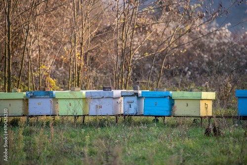 A row of bee hives in a field of flowers with an orchard behind. Hives of bees in the apiary. Painted wooden colorful beehives with active honey bees.
