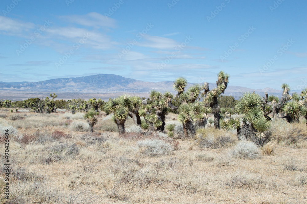 Joshua Trees In California Desert Landscape Joshua Trees In California Desert Landscape