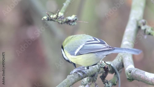 eurasian blue tit bird hopping branches in late winter eurpoe photo