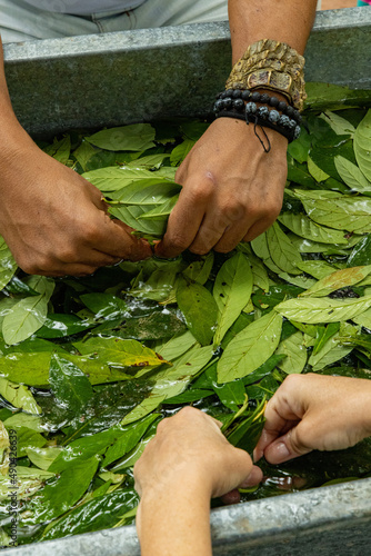 Lavação das Folhas de Chacrona no Feitio da Ayahuasca